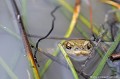 <br><br>Nom anglais : Common toad
<br>Le chant d'amour du Crapaud commun mâle est  peu puissant et ressemble au gloussement d’une poule : "cout cout cout".
<br><br>Photo réalisée en France, dans l'Allier (Auvergne)
<br><br> Crapaud commun
Bufo bufo
Common toad
Auvergne
Allier
chant 
chant d'amour
incantation
mâle 